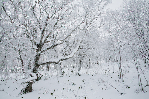 văn hóa nhật bản - mùa đông ở hokkaido