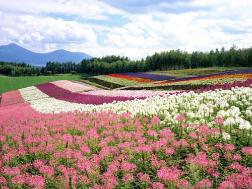 văn hóa Nhật Bản - vườn hoa hokkaido