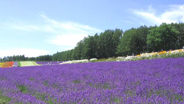 văn hóa Nhật Bản - vườn hoa lavender
