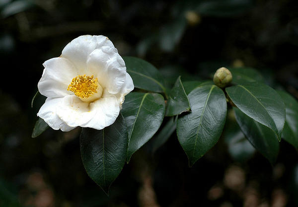 White-Camellia-1151.jpg