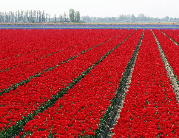 red-tullips-holland-1151.jpg