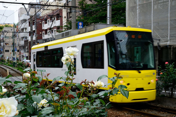 yellow-rose-japan-1151.jpg