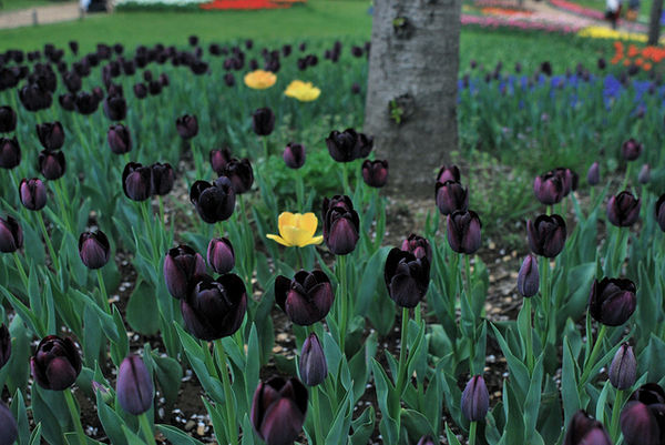 yellow-tulips-in-Tokyo-surrounded-by-dark-1151.jpg