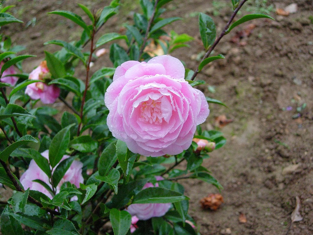 hoa hồng Nhật Bản 