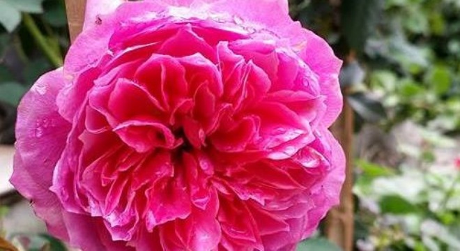 vẻ đẹp hoa hồng Nhật Bản