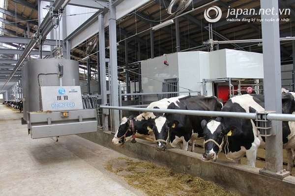 Đã mắt với công nghệ chăn nuôi bò sữa tại Nhật Bản