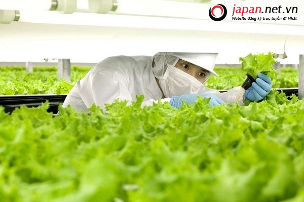 Chiêm ngưỡng nền nông nghiệp nhà kính tự động của Nhật Bản