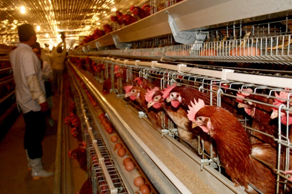 Ngành nông nghiệp chăn nuôi gà tại Nhật Bản rất phát triển. (Ảnh: Nguồn Internet)