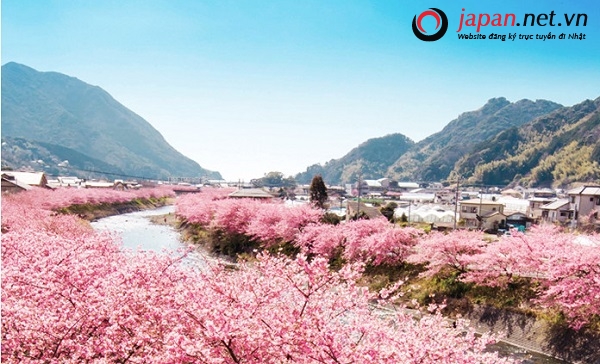 Lịch ngắm hoa anh đào năm 2022 tại tất cả các vùng của Nhật Bản