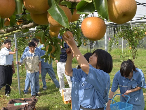 Đơn hàng nông nghiệp XKLĐ tại tỉnh Ibraki, Nhật Bản