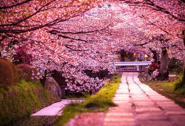Hoa anh đào biểu tượng của đất nước Nhật Bản