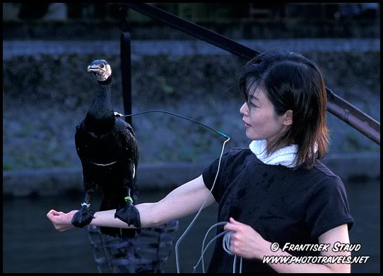 Tỉnh Aichi - Nhật Bản: Đánh bắt cá bằng chim cốc