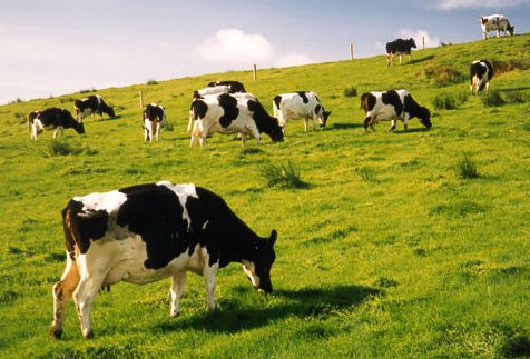 8 nữ làm chăn nuôi bò sữa tại Hokkaido tháng 7/2014