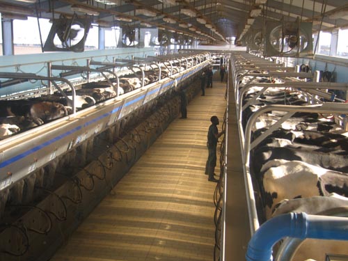 12 nữ chế biến sữa bò tại Hyogo tháng 8/2014