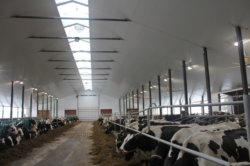 6 Nam chăn nuôi bò sữa tại Toyama tháng 1/2015