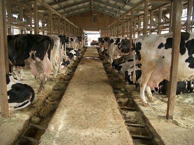 9 Nam trang trại bò sữa tại Hokkaido tháng10/2015
