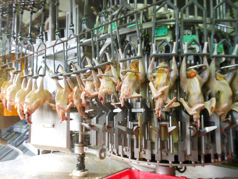 6 Nữ làm chế biến thịt gà tại Shizuoka tháng 5/2015