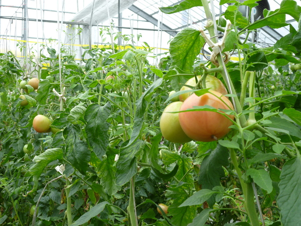 Tuyển 60 Nữ trồng cà chua, rau màu tại Kumamoto được hỗ trợ phí