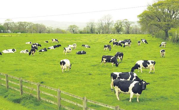 Tuyển gấp 12 Nữ làm chăn nuôi bò sữa tại Hokkaido lương cao