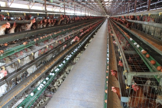 9 Nữ làm trang trại gà tại Hokkaido tháng 6/2015