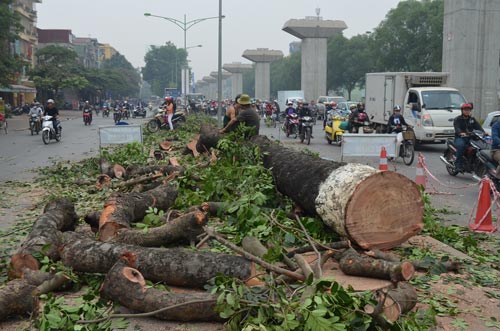 Nhật Bản cho rằng: chặt cây là cái giá quá đắt cho sự phát triển