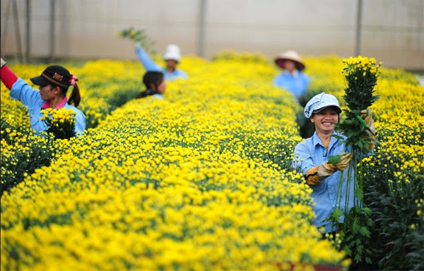 Tuyển 10 nữ trồng rau màu làm việc tại Nhật Bản tháng10/2015