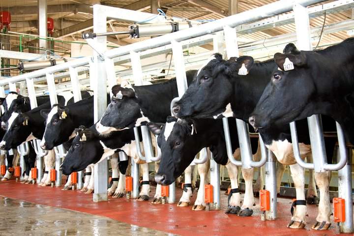 Tuyển 10 Nữ làm chăn nuôi bò sữa tại Hokkaido tháng10/2015