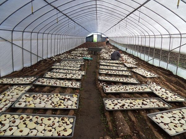 Tuyển 15 nữ trồng nấm tại Hokkaido - Nhật Bản tháng 11/2023