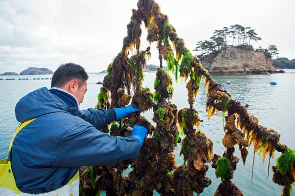 Tuyển gấp lao động làm nuôi trồng sò điệp tại Nhật Bản xuất cảnh nhanh