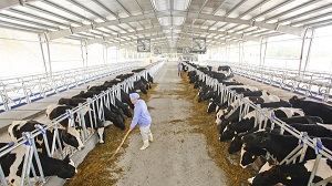 Tuyển gấp 06 nữ chăn nuôi bò sữa tại Chiba Nhật Bản tháng 11/2023