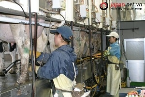 Công việc của thực tập sinh ngành nông nghiệp chăn nuôi tại Nhật Bản như thế nào?