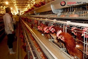 Đã mắt ngành nông nghiệp chăn nuôi gà siêu sạch tại Hokkaido Nhật Bản