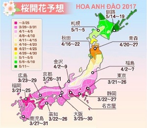 Lịch ngắm hoa anh đào năm 2023 tại tất cả các vùng của Nhật Bản