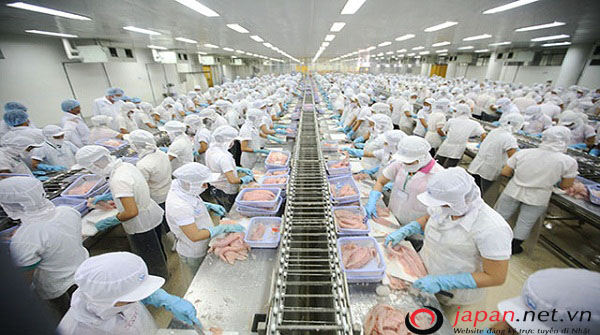 Tuyển gấp 155 lao động nữ tỉnh Bắc Ninh đi XKLĐ Nhật Bản ngành chế biến thủy sản
