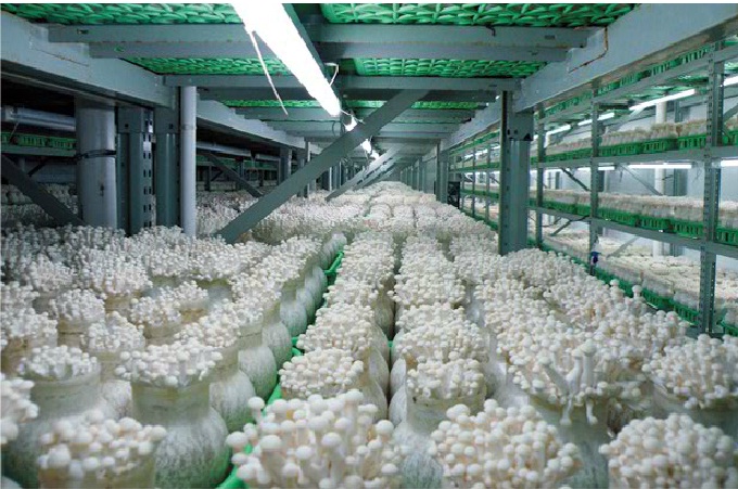 Tuyển 15 người đi xuất khẩu lao động Nhật Bản tại Nghệ An làm trồng nấm