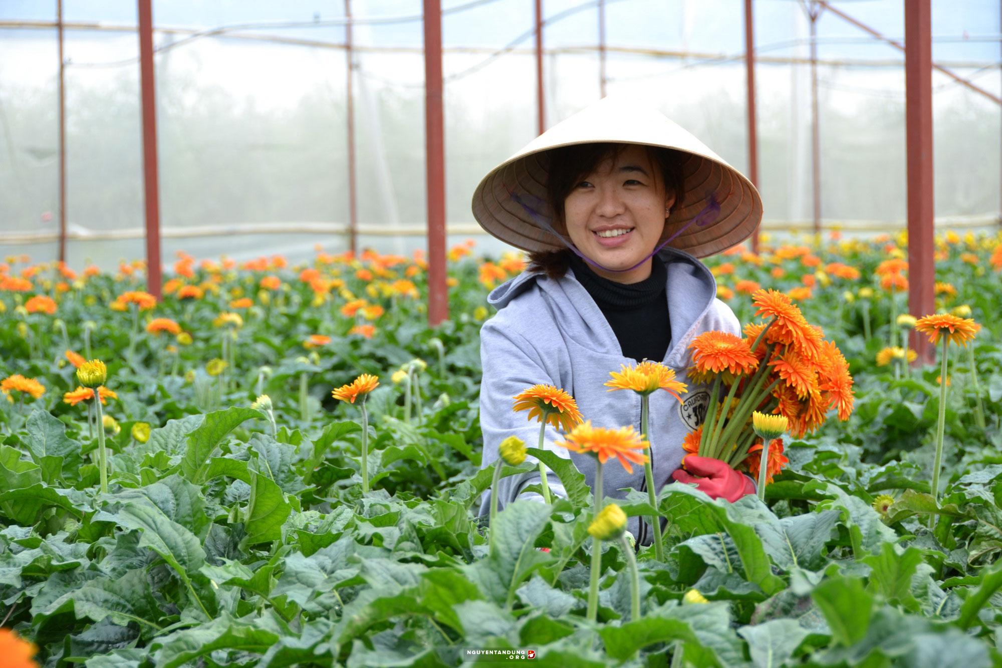 Siêu hot: Đơn hàng trồng hoa, cây cảnh trong nhà kính taị Aichi lương tháng 30 triệu