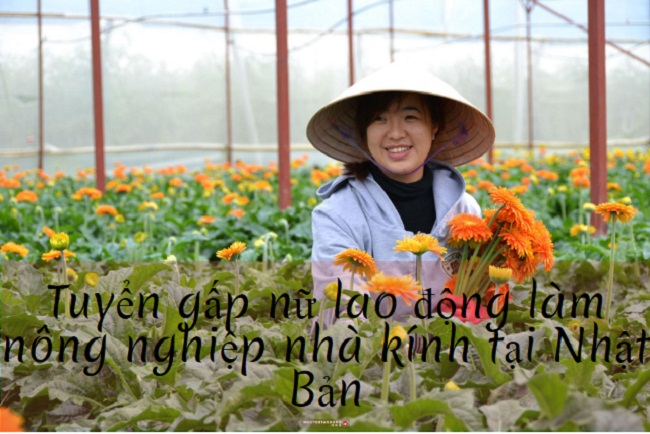Tuyển 21 lao động nữ làm nông nghiệp nhà kính tại Chiba, Nhật Bản