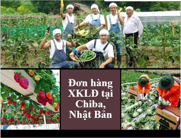 Đơn hàng xuất khẩu lao động tại tỉnh Chiba Nhật Bản