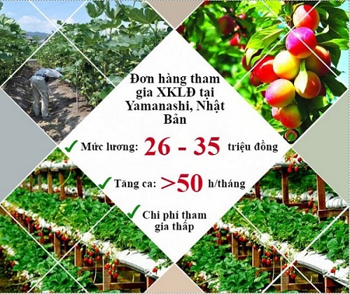 Khám phá Yamanashi, Nhật Bản và những đơn hàng XKLĐ tốt nhất tại đây