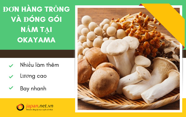 Tuyển 18 Nam đơn hàng trồng và đóng gói nấm tại Okayama Nhật Bản lấy lao động 18 tuổi