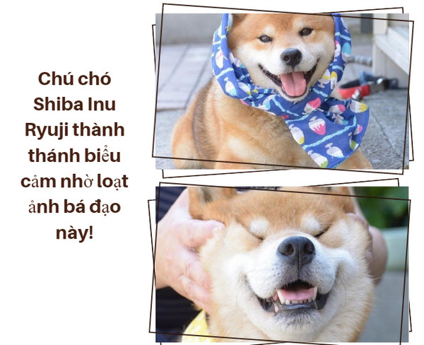 Chú chó Shiba Inu Ryuji thành thánh biểu cảm nhờ loạt ảnh bá đạo này!