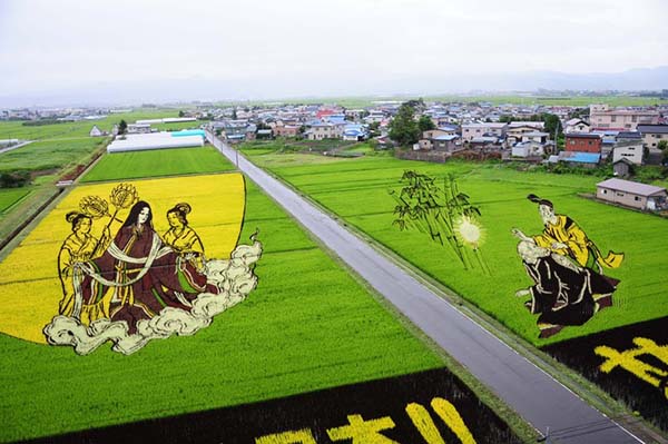 Đến Nhật Bản chiêm ngưỡng nghệ thuật tanbo trên cánh đồng lúa