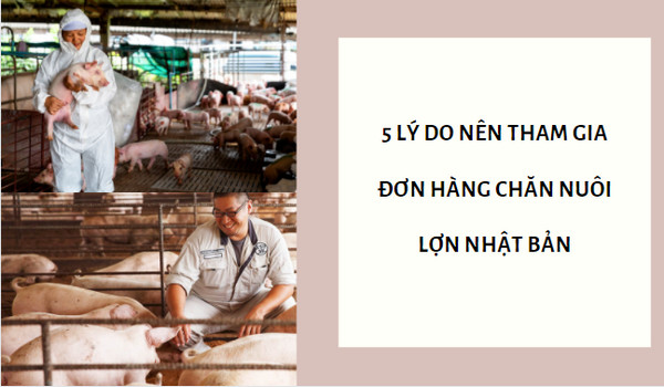 5 lý do nên tham gia đơn hàng chăn nuôi lợn Nhật Bản