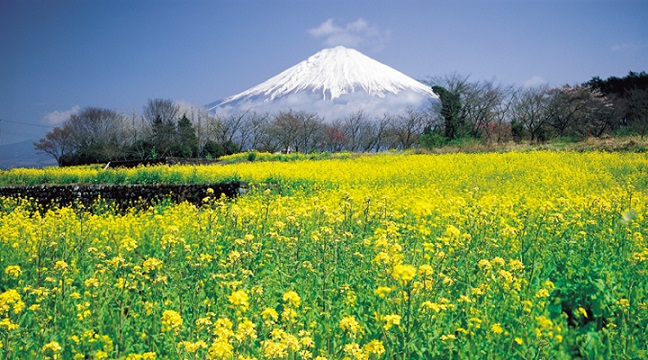 Shizuoka - Núi phú sỹ biểu tượng Nhật bản