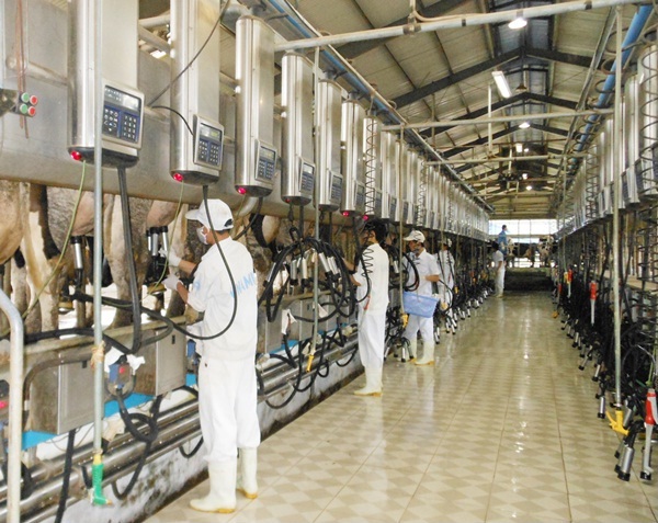 Đơn hàng xuất khẩu lao động Nhật Bản vắt sữa bò