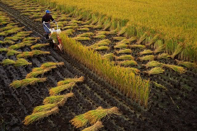 khám phá nền nông nghiệp Nhật Bản
