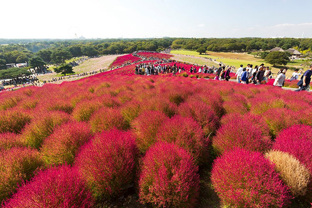 Sắc màu rực rỡ ở thiên đường hoa Hitachi – Nhật Bản