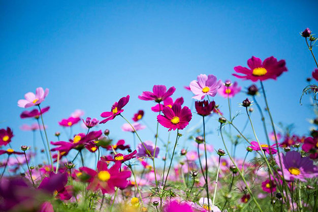 Sắc màu rực rỡ ở thiên đường hoa Hitachi – Nhật Bản