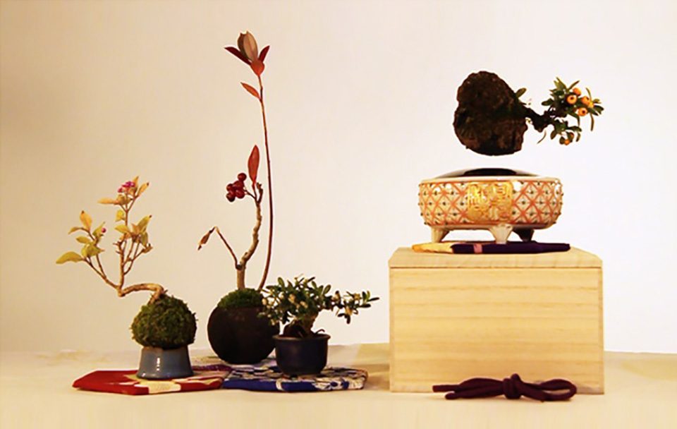 Air bonsai -  sự kỳ diệu của cây bonsai biết bay
