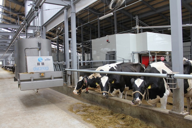 đơn hàng chăn nuôi bò sữa